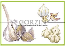 3عدد طرح دوربری شده سیر