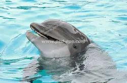 عکس با کیفیت دلفین ایستاده بر روی سطح آب و در حال خنده مناسب آسمان مجازی آکواریوم