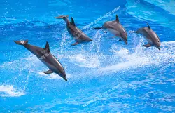 عکس با کیفیت دلفین های زیبا در حال پریدن و شیرجه زدن در آب مناسب آسمان مجازی آکواریوم
