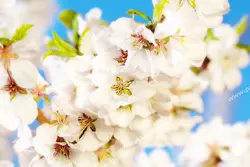 عکس با کیفیت نمای نزیک از شکوفه های درخت زردآلو در آسمان آبی