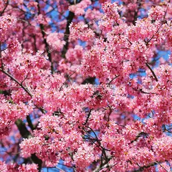 عکس با کیفیت شکوفه های زیبا و صورتی درخت هلو بر روی شاخه های آن مناسب آسمان مجازی