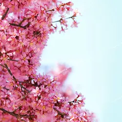عکس با کیفیت نمای نزدیک از درخت پر شکوفه هلو مناسب آسمان مجازی یا تایل سقفی