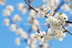 عکس با کیفیت آسمان مجازی یا طرح زیبا برای تایل سقف کاذب طرح شکوفه های زیبای زردآلو سفید رنگ بر روی شاخه های بهاری و زمینه ای مات از شاخه های درخت و آسمان آبی