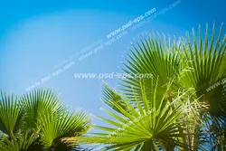 عکس با کیفیت آسمان مجازی یا طرح زیبا برای تایل سقف کاذب طرح گیاه نخل زینتی یا پالم بادبزنی با برگ های سوزنی با زمینه آبی