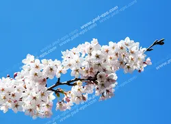 عکس با کیفیت آسمان مجازی یا طرح زیبا برای تایل سقف کاذب طرح تک شاخه درخت زردآلو مملو از شکوفه های زیبای سفید با زمینه آبی آسمان