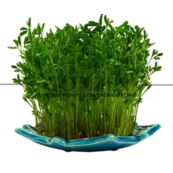 2 عدد طرح دوربری شده سبزه عید نوروز و سفره هفت سین