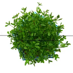 2 عدد طرح دوربری شده سبزه عید نوروز و سفره هفت سین