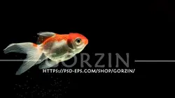 تصویر پس زمینه ماهی قرمز مناسب عید نوروز