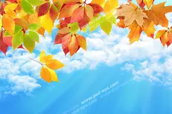 عکس با کیفیت آسمان مجازی یا طرح زیبا برای تایل سقف کاذب طرح آسمان آبی به همراه ابرهای پراکنده سفید و برگ های پاییزی به رنگ های زرد و نارنجی و قرمز