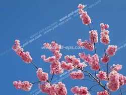 عکس با کیفیت آسمان مجازی یا طرح زیبا برای تایل سقف کاذب شاخه های باریک پر از شکوفه های صورتی درخت هلو در آسمان آبی بیکران