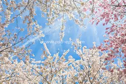 عکس با کیفیت آسمان مجازی یا طرح زیبا برای تایل سقف کاذب شاخه های مملو از شکوفه های سفید و صورتی بدون برگ درختان گوجه سبز و هلو رو به آسمان آبی دل انگیز