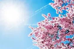 عکس با کیفیت آسمان مجازی یا سقف پوش با طرح خورشید درخشان در آسمان و درخت پر شکوفه هلو در بهار