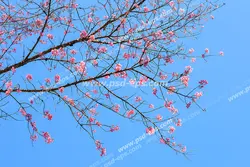 عکس با کیفیت آسمان مجازی یا سقف کاذب با طرح درخت هلو یا شکوفه های صورتی در آسمان آبی