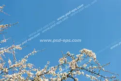 عکس با کیفیت طرح پس زمینه یا طرح آسمان مجازی با آسمان صاف آبی و شکوفه های سفید درخت زردآلو