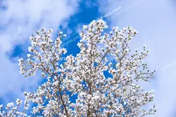 عکس با کیفیت آسمان مجازی یا تایل سقفی یا طرح آسمان ابری و درخت زردآلو پر شکوفه بهاری