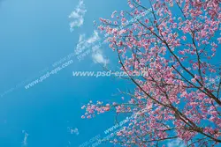 عکس با کیفیت آسمان مجازی یا تایل سقفی شاخه های پر شکوفه درخت هلو با زمینه آسمان نیلی و آبی رنگ