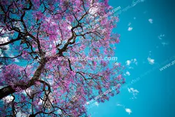 عکس با کیفیت فانتزی مناسب آسمان مجازی با طرح زیبای آسمان فیروزه ای و درخت هلو با شکوفه های صورتی