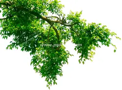 عکس با کیفیت آسمان مجازی یا طرح زیبا برای تایل سقف کاذب شاخه بسیار سرسبز درختی مملو از برگ های سبز بر روی زمینه سفید رنگ