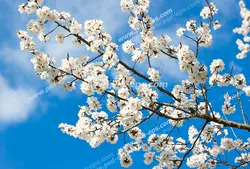 عکس با کیفیت آسمان مجازی یا سقف کاذب با طرح زیبای شاخه درخت زردآلو پر از شکوفه های سفید در بهار