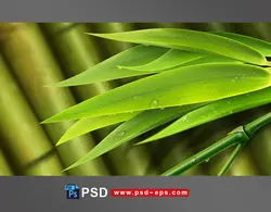 طرح لایه باز نمای نزدیک از چوب های تازه گیاه بامبو و برگ های درخت آن