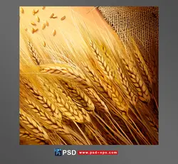 طرح یا نقاشی لایه باز شاخه های گندم با دانه های زرد و طلایی و کیسه گندم بر روی میز