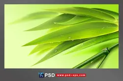 نقاشی لایه باز گیاه آلوئه ورا با خواص شگفت انگیز برای زیبایی پوست و مو