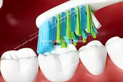 عکس با کیفیت دندان هایی سفید در حال مسواک زدن