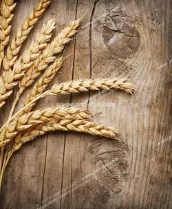 عکس با کیفیت چند خوشه طلایی گندم بر روی میز چوبی