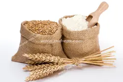 عکس با کیفیت چند خوشه گندم به همراه کیسه ای از دانه های گندم و آرد گندم