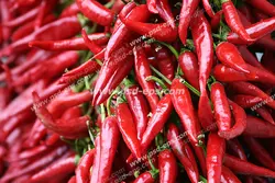 عکس با کیفیت دسته های بزرگ از فلفل های قرمز در کنار هم