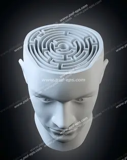 عکس با کیفیت ماکت سر انسان با نشان دادن مغز