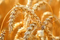 عکس با کیفیت خوشه های طلایی گندم پیچ و تاب خورده در هم