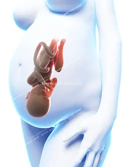 عکس با کیفیت شبیه سازی شده از نحوه قرارگیری جنین در شکم مادر