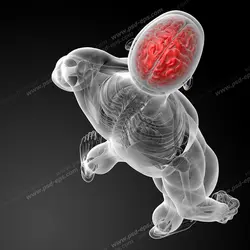 عکس با کیفیت شبیه سازی بدن انسان به همراه اسکلت و جمجمه و شاخص کردن مغز