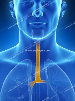 عکس با کیفیت شبیه سازی شده از بدن انسان و شاخص کردن ریه و نای مناسب متخصصان بیماریهای تنفسی