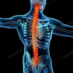 عکس با کیفیت آناتومی اسکلت بدن انسان ( آقایان ) و دیسک ستون فقرات