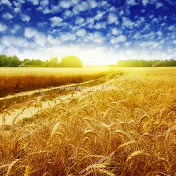 عکس با کیفیت مزرعه رویایی و زیبای گندم های طلایی در کنار هم با زمینه آسمان آبی ابری و درختان سرسبز با تابش نور خورشید در مرکز آن