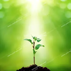 عکس با کیفیت گیاه کوچک کاشته شده در خاک زیر تابش پرتوهای نور خورشید با زمینه سبز روشن و زیبا