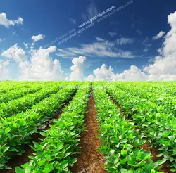 عکس با کیفیت زمین کشاورزی با بوته های گیاهان کاشته شده در آن با آسمان آبی و ابرهای پراکنده