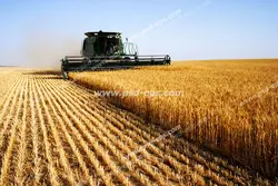 عکس با کیفیت مزرعه گندم در حال درو کردن گندم های طلایی با ماشین دروگر
