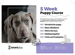 تراکت یا پوستر لایه باز مرکز نگهداری یا درمان حیوانات خانگی بویژه سگ با تصاویر سگ یا دانلود پوستر یا تراکت لایه باز کلینیک دامپزشکی با زمینه سیفد و بنفش