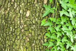 عکس با کیفیت تنه درخت پوشیده از جلبک های سبز در کنار برگ های پیچک و تنه ی بزرگ و قدیمی