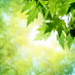 عکس با کیفیت آسمان مجازی یا طرح زیبا برای تایل سقف کاذب برگ های سبز زیبا با زمینه پرتوهای درخشان خورشید در لابلای شاخه های درختان