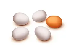 وکتور تخم مرغ محلی و ماشینی