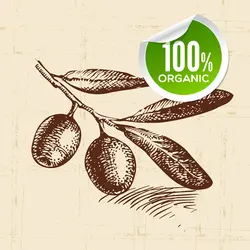 وکتور نقاشی زیتون