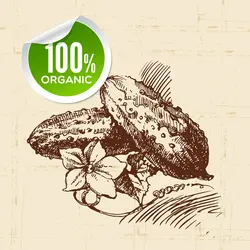 وکتور نقاشی خیار فرنگی