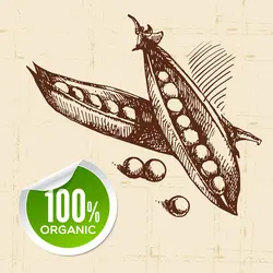 طرح وکتور نخود فرنگی نقاشی شده