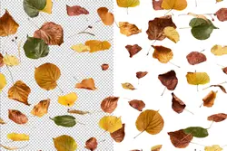 افکت افتادن برگ های پاییزی PNG