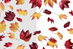 افکت افتادن برگ های پاییزی PNG