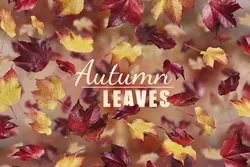 افکت افتادن برگ های پاییزی PNG